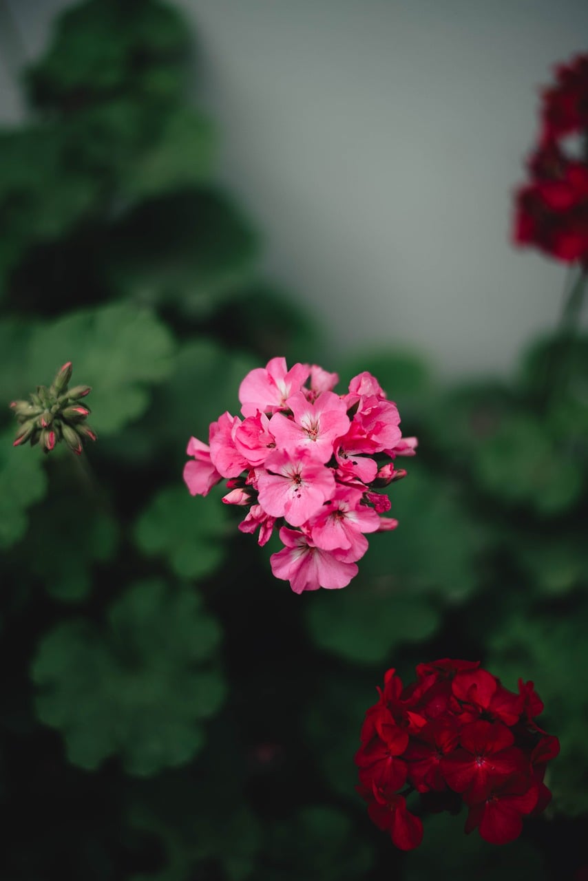 Kuvassa pelargonian kukkia.